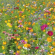 BLOEM08645 Bloemenmengsel Hoge bloemen voor braakliggend terrein - 250 g  Hoge bloemen voor braakliggend terrein